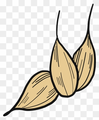 Wheat Grains Clipart - Png Download