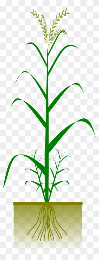 Types Of Roots In Plants Clipart
