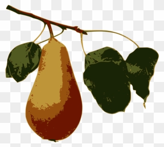 Pear On A Branch - Illustration Clipart