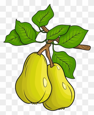 Two Pears Clipart - Fruit Of A Tree Clipart - Png Download