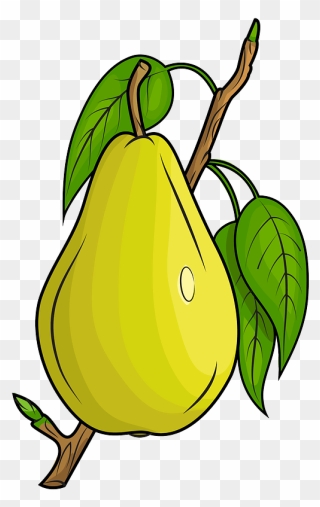 Pear On The Branch Clipart - Png Download