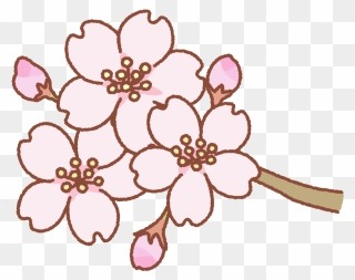 桜の花のフリーイラスト Clip Art Of Cherry Blossom Flower - Png Download