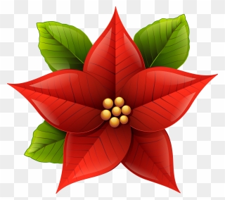 Poinsettia Plant Clipart Image Free Stock Free Poinsettia - Transparent Background Christmas Poinsettia Clipart - Png Download