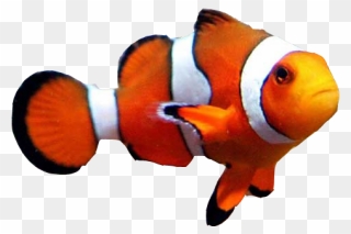 Goldfish Clownfish Aquarium Clown Loach - Clown Fish No Background Clipart