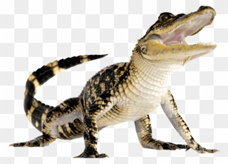 Komodo Dragon Clip Art - Alligator With Transparent Background - Png Download