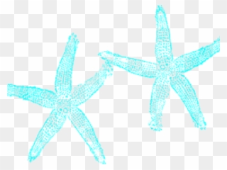 Transparent Starfish Clipart - Fish Clip Art - Png Download