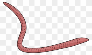Red Wiggler Worm Clipart - Slender Blind Snake - Png Download