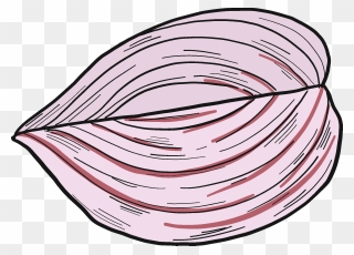 Half Onion Clipart - Png Download