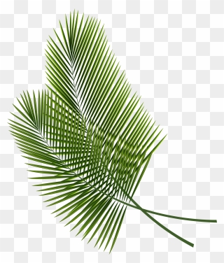 Leaf Clip Art - Palm Leaves Png Transparent Png