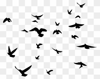 Bird Silhouette American Crow Flock Clip Art - Birds Png Black And White Transparent Png