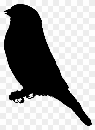 Finch Clip Art - Sitting Bird Silhouette Png Transparent Png