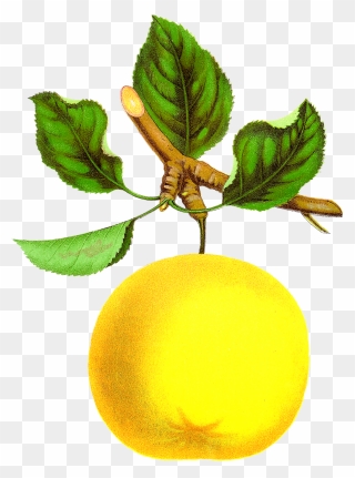 Victorian Apple Clipart Clip Art Transparent Stock - Transparent Vintage Botanical Fruit Clipart - Png Download