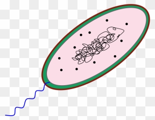 Free Prokaryote Cliparts, Download Free Clip Art, Free - Bacteria Cell Clipart - Png Download