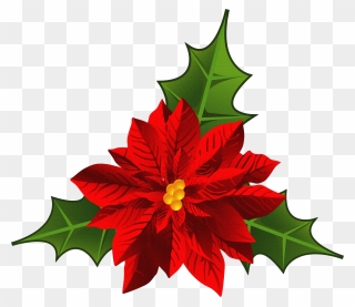 Christmas Poinsettia Png Hd - Flor De Nochebuena Png Clipart