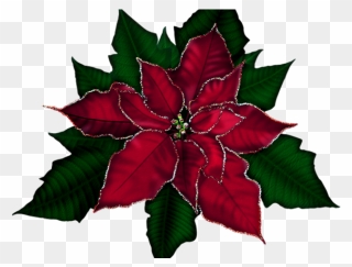 Free Poinsettia Clipart - Free Clipart Poinsettia - Png Download