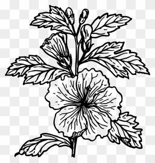 Collection Of Free Hibiscus Drawing Flower Download - Hibiscus Plant Black And White Clipart