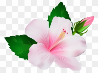 Transparent Hibiscus Clipart Png - Pink Hibiscus Flower Png