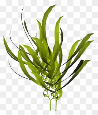 Macrocystis Pyrifera Kelp Seaweed Mineral - Sea Kelp Extract Clipart