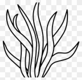 Drawing Of A Seaweed Clipart