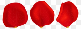 Transparent Red Tulip Png - Transparent Rose Petals Clipart