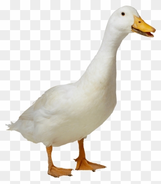 Duck Png Clipart