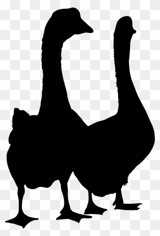 Duck Goose Clip Art Fauna Silhouette - Duck - Png Download
