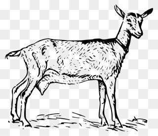 Goat 2 Png Images - Goat Drawing Transparent Clipart