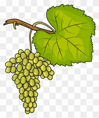 White Grapes Clipart - Trauben Clipart - Png Download