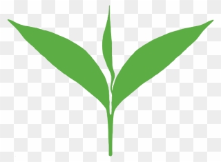 Leaves Clipart Free Tea - Vector Tea Leaf Png Transparent Png