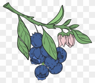 Blueberry Branch Clipart - Png Download