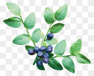 Berries Clipart Blueberry Tree - Blueberry Bush Transparent Background - Png Download