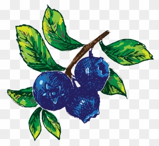 Hand Drawn Blueberry Image - Blueberry Retro Clipart