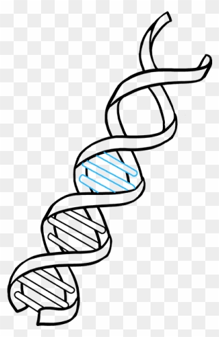 How To Draw Dna - Dna Drawing Easy Clipart