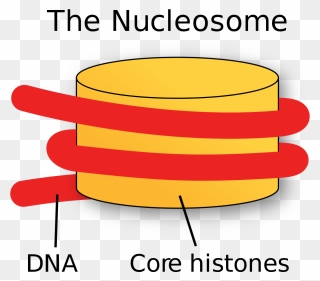 Nucleosome Clipart - Png Download
