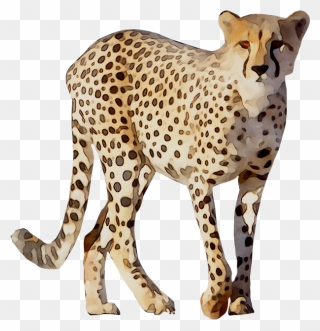 Cheetah Leopard Lion Animal Drawing - Cheetah Png Clipart