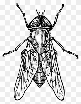 Insect Drawing Clipart