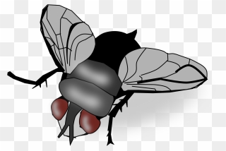 Insect Fly Clip Art - Transparent Fly Clip Art - Png Download