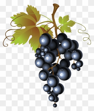 Common Grape Vine Png - Transparent Background Grapes Png Clipart