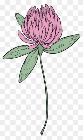 Clover Blossom Clipart - Sacred Lotus - Png Download