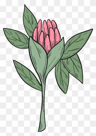 Rosa Glauca Clipart