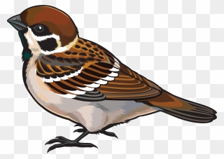 Sparrow Clipart Body - Sparrow Clipart - Png Download