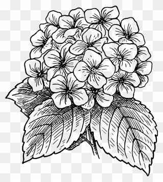 Hydrangea Clipart Victorian - Hydrangea Clipart Black And White - Png Download