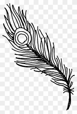 Peacock Feather Drawing Png Clipart , Png Download - Black Peacock Feather Png Transparent Png