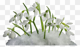 Spring Computer Illustration Snowdrop Icons Free Transparent - Transparent Background Snow Flowers Png Clipart