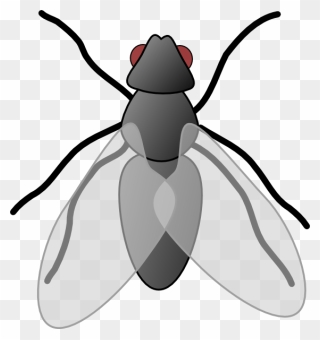 Fly Clipart - Png Download