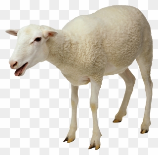 Free Sheep Png Transparent Images, Download Free Clip - Sheep Png