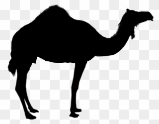 Camel Silhouette Royalty-free Clip Art - Transparent Camel Silhouette - Png Download