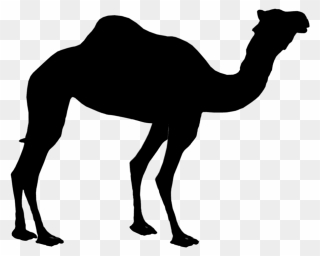 Dromedary Silhouette Clip Art Bactrian Camel Image - Camel Silhouette Png Transparent Png