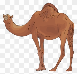Camel Clipart - Png Download