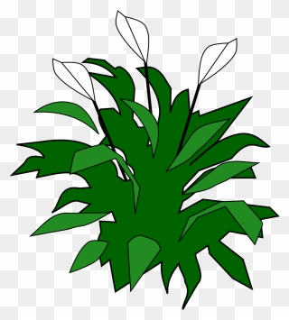 Spathiphyllum - Peace Lily Clipart